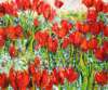 Tulpen (3.2k)